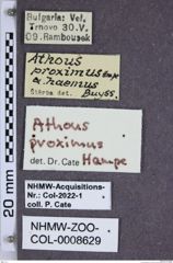 Etiketten zu Athous proximus (NHMW-ZOO-COL-0008629)